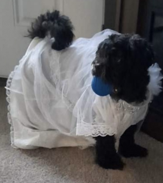 Sparky’s “Ball”-Gown