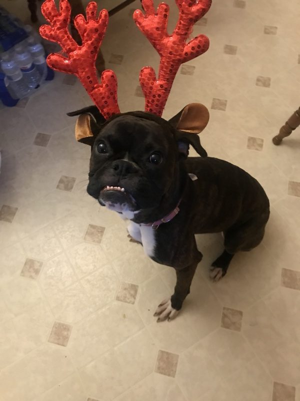 Zoey the Christmas Reindeer